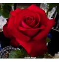 ΤΡΙΑΝΤΑΦΥΛΛΑ ΓΚΡΑΝΤ ΑΜΟΡΕ 60εκ Ελληνικα ROSEN GRAND AMORE 60cm